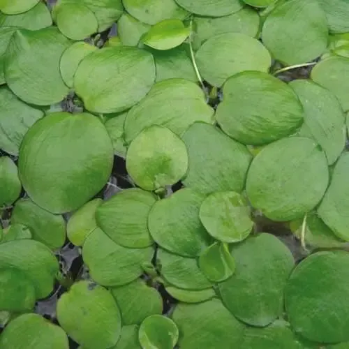 Limnobium laevigatum portion (Amazon frogbit)