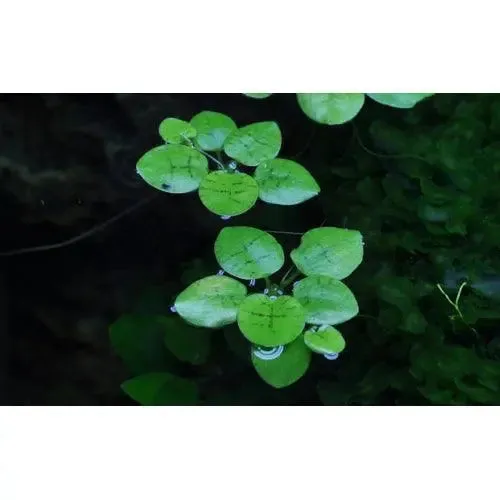 Limnobium laevigatum portion (Amazon frogbit)