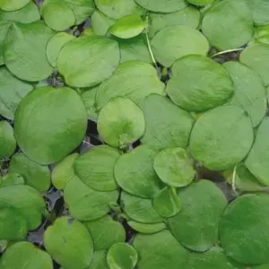 Limnobium laevigatum portion (Amazon frogbit)